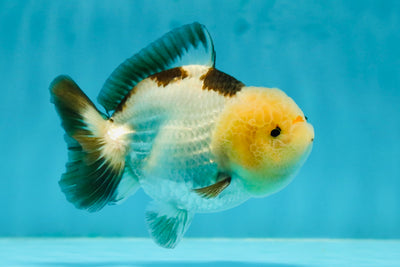 AAA Grade Bulldog Lemonhead Panda Yuanbao Male 4 inches #1110YB_17