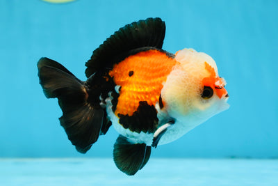 A Grade Adorable Pompom Tricolor Yuanbao Male 4-4.5 inches #071125YB_19