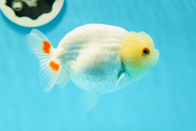 🍋 Baby Lemonhead Lionchu Female 4.5 inches #0412LC_07