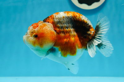 AAA Grade Wizard Kirin LionQueen 5.5 inches #1027LC_23