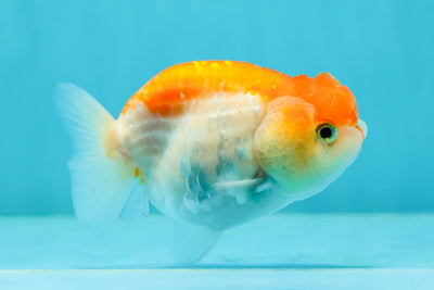 👶Baby White Sakura Lionchu Male 3-3.5 inches #0209LC_27