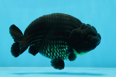 AAA Grade Godzilla Black LionKing 4.5-5 inches #053025LC_09