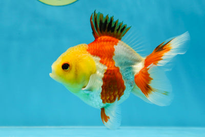 UNIQUE A Grade Tricolor Lemonhead Oranda Male 4.5 inches #032125OR_12