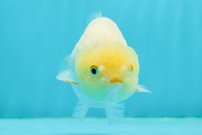 🐣 New Baby Lemonhead Lionchu Female 4 inches #0223LC_07