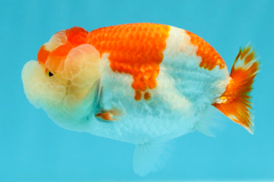 A Grade Kohaku Red White LionQueen 4-4.5 inches #031326LC_10