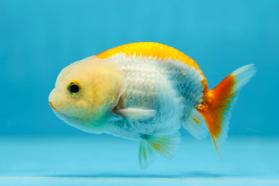 A Grade Jade Head LionKing 3.5 inches #1013_09