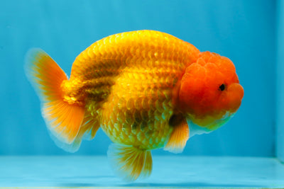 A Grade Scarlet Glow Red LionKing 4.5 inches #020725LC_09