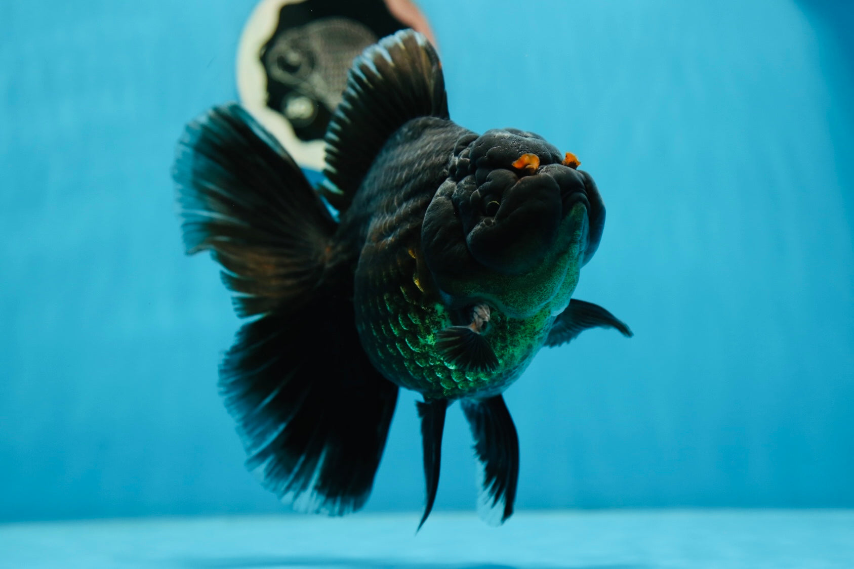 AAA Grade Rare Red Pompoms Jumbo Black Oranda Male inches