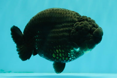 UNIQUE AAA Grade Godzilla Black LionQueen 5.5 inches #092526LC_19