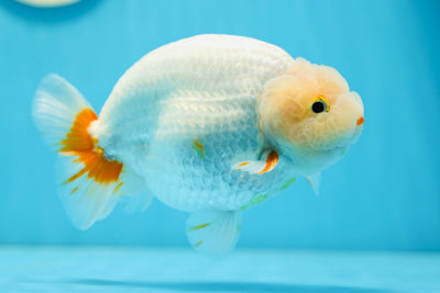 Énorme baleine à bosse de catégorie spectacle LionKing 5,5 pouces #0811LC_03