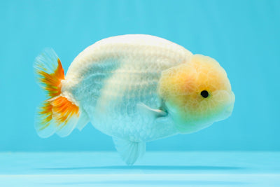 AAA Grade Lemonhead LionKing 4-4.5 inches #0517LC_11