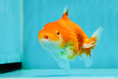 👶 Baby Sakura Shark Lionchu Female 4 inches #0216LC_13