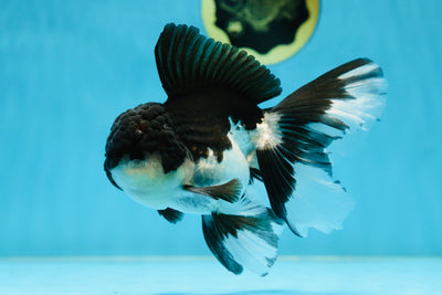ELVIS PRESLEY A Grade Panda Oranda Male 5.5 inches #082225OR_18