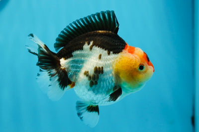 AAA Grade Tricolor Yuanbao Female 4 inches #1020YB_05