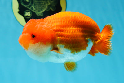 Cheeky Wen A Grade Mount Deformed Red White LionQueen 4.5 inches #050225LC_15