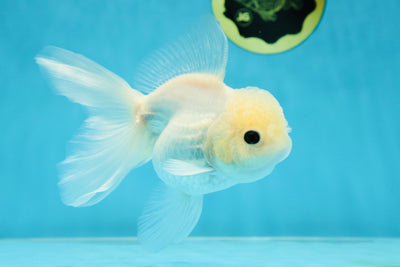 Perfect A Grade Snow White Button Eyes Oranda Female 5-5.5 inches #032825OR_09