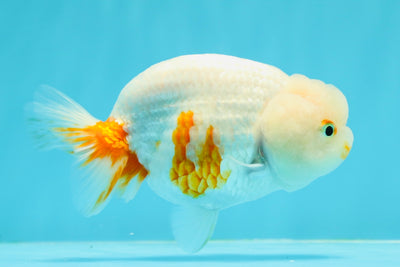 New ✨ Red White Red Nose Lionchu Female 4.5 inches #0419LC_09