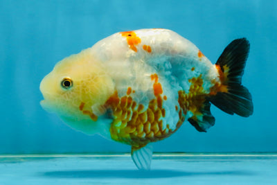 Sakura Chinese Ranchu Female 4.5 inches #121225RC_05