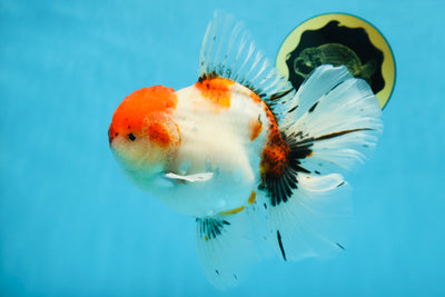 AAA Grade Young Godzilla Sakura Oranda Male 6 inches #080825OR_21