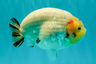 AAA Grade Diamond Scale White Sakura Ranchu Male 5.5-6 inches #100226RC_26