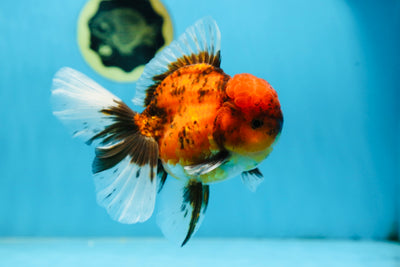 A Grade UNIQUE Tiger Oranda Male 5.5 inches #091225OR_11