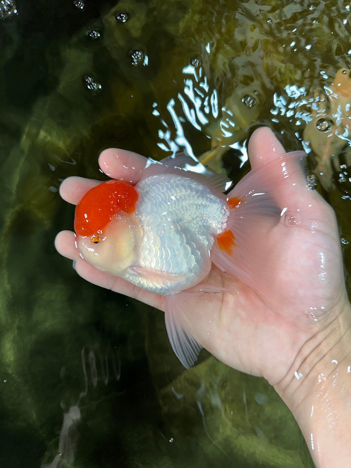 AAA Grade Red Cap Oranda Male 5 inches #050925OR_42