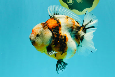 AAA Grade Marble Calico Yuanbao Female 5.5 inches #041726YB_19