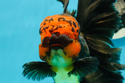 AAA Grade Jumbo Lava Head Rose Tail Oranda Female 6 inches #1110OR_22