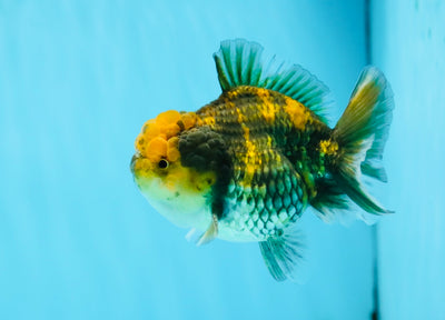 Femelle Yuanbao Golden Tiger de catégorie A 3,5 pouces #1103YB_08