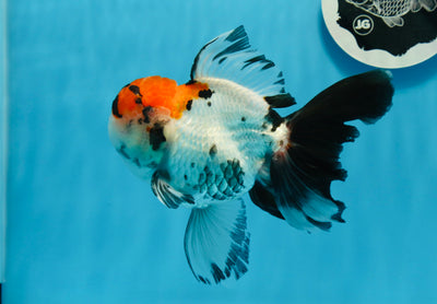 Mâle Oranda tricolore à queue super noire de catégorie A, 6 pouces #0726OR_01