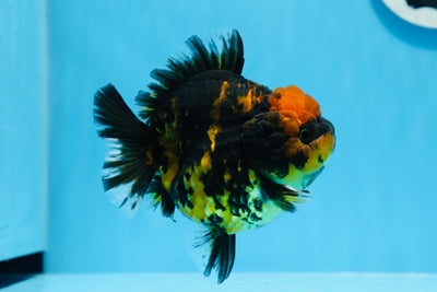 Yuanbao tigre hembra de grado AAA de 4 a 4,5 pulgadas n.º 0628YB_28