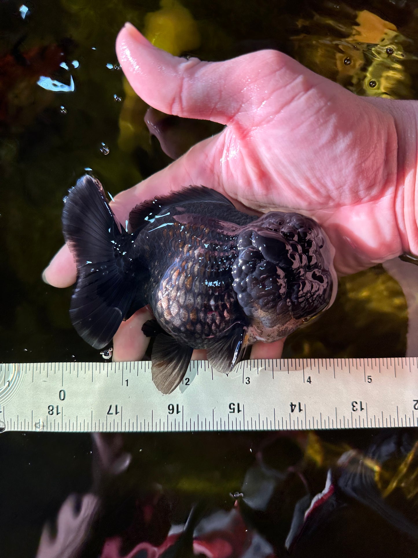 AAA Grade Big Head Black Yuanbao Female 4.5 inches #0209YB_04