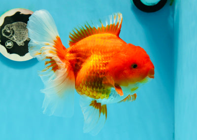 AAA Grade Red White Godzilla Oranda Female 6 inches #0209OR_09