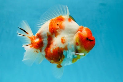 A Grade Kohaku Sakura Yuanbao Male 5.5 inches #052325YB_25