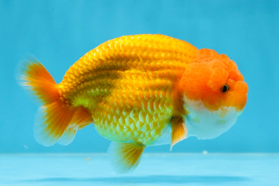 A Grade Orange LionKing 4.5 inches #022125LC_22