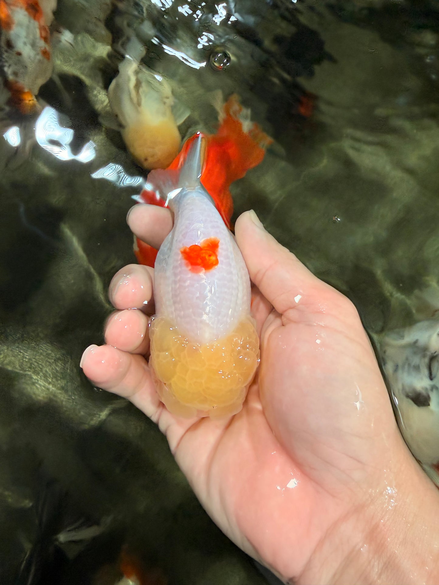 Red White Lionchu Female 4-4.5 inches #042426LC_15