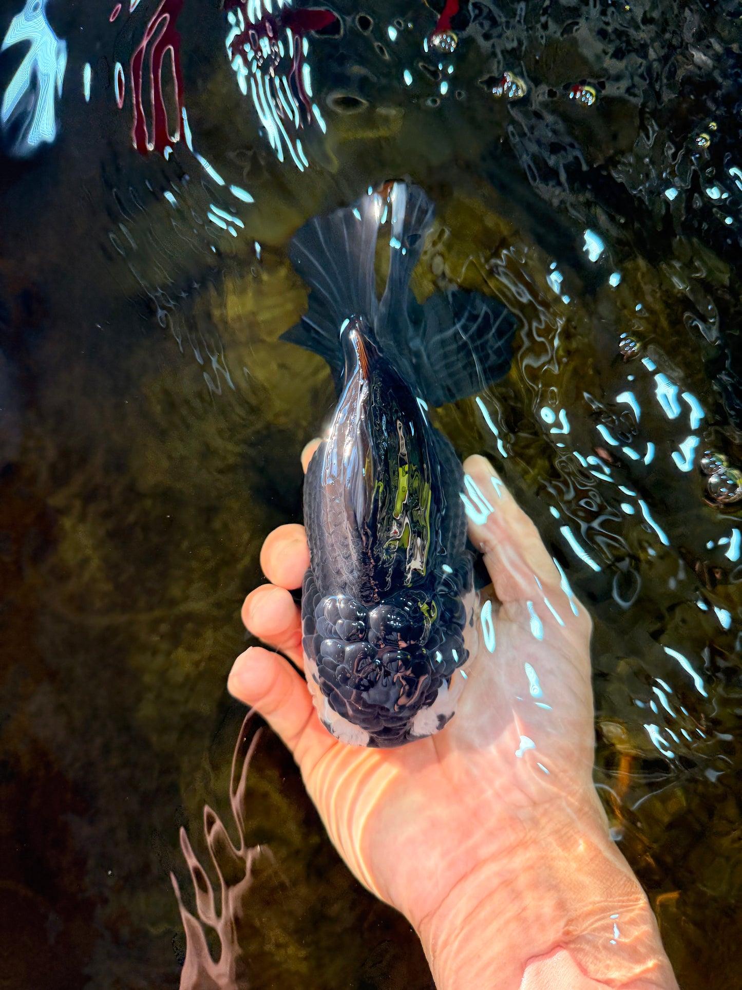 A Grade Pompom Panda Oranda Female 6 inches #101725OR_31