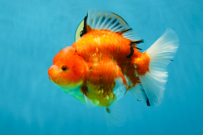 A Grade Sakura Oranda Female 6-6.5 inches #060625OR_11