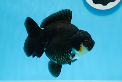 Panda Yuanbao macho gordito de grado AAA de 4,5 pulgadas #0712YB_18