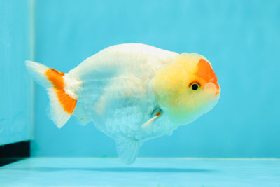 🐣 Baby Unique Color Mark Red White Lionchu Male 4.5 inches #0412LC_10