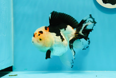 Panda de grado A, adorable, de cola esponjosa, hembra Oranda, 5,5 pulgadas, n.° 0531OR_14