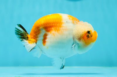 AAA Grade Chubby Tricolor Sakura LionQueen 4.5 inches #0412LC_02