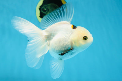 A Grade Cloudy White Oranda Female 5.5 inches #021425OR_22
