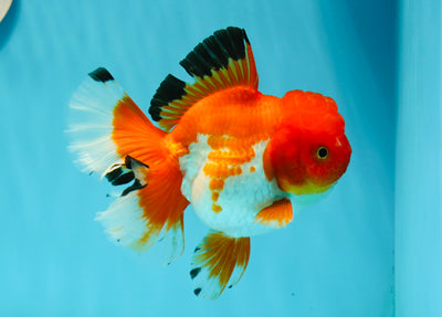 AAA Grade Firework Red White Oranda Female 5 inches #0112OR_01