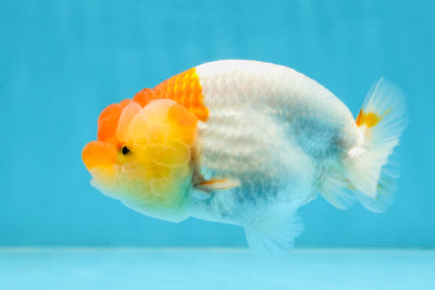 AAA Grade Young Red White Kohaku LionQueen 4 inches #101025LC_09