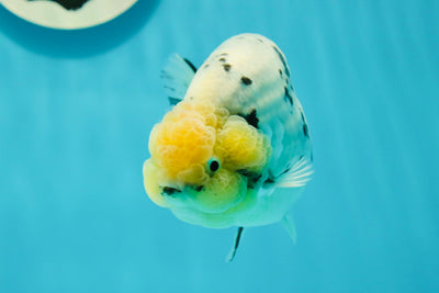 AAA Grade Lemonhead MilkCow LionKing 5 inches #0315LC_08