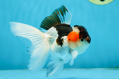 VERY SPECIAL Tricolor Oranda Male 4.5 inches #013125OR_16