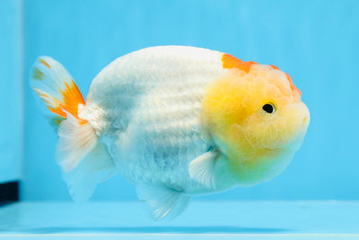 León cabeza de limón de grado AAA, de 4,5 a 5 pulgadas, n.º 0628LC_32