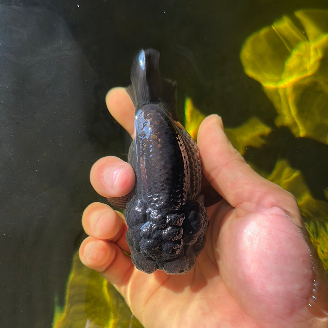 A Grade Black LionQueen 4 inches #0908LC_11