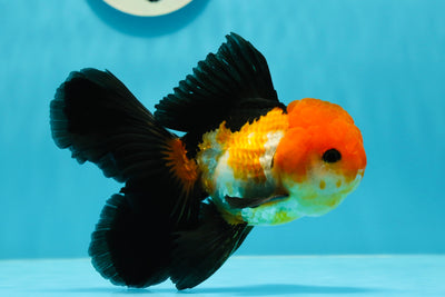 Mâle Oranda tricolore noir à queue rose de catégorie A, 5 pouces #121523OR_15